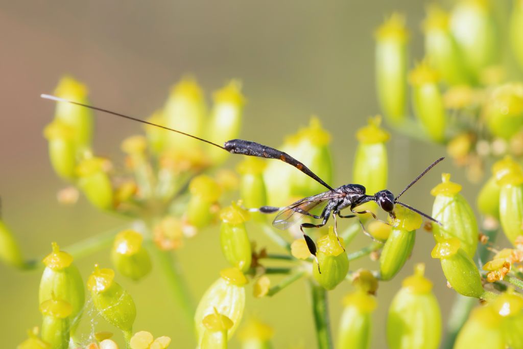 Gasteruptiidae: Gasteruption jaculator. No, femmina di G. caucasicum